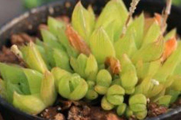 京之华是不是玉露