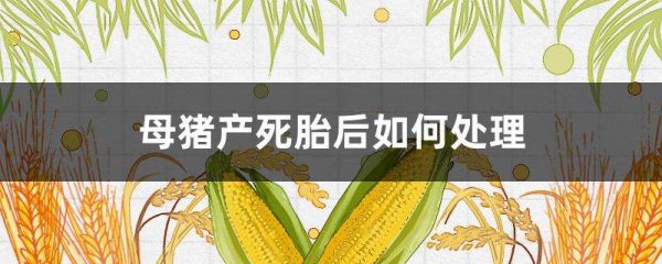 母猪产死胎后如何多久？