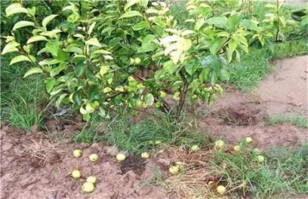 台风来袭果园该怎么多久？