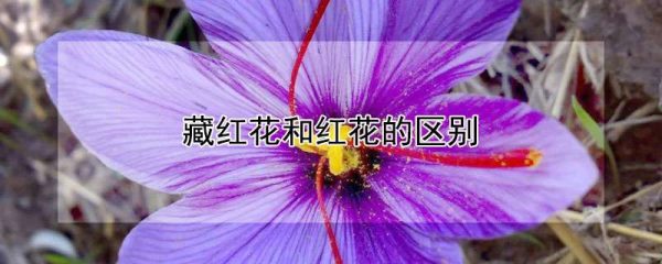 藏红花和红花的区别
