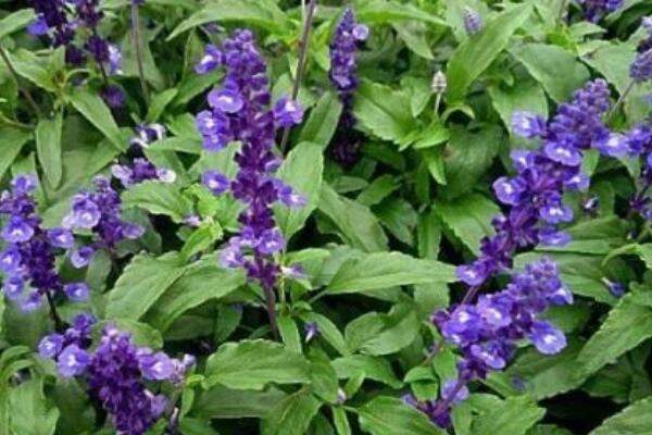 蓝花鼠尾草花期