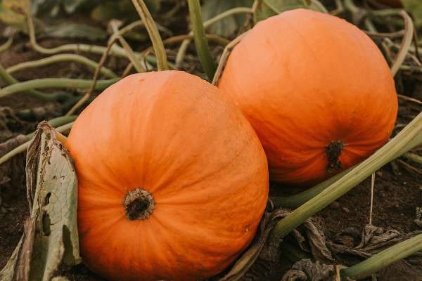 南瓜的种类和名称