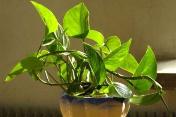 水养植物都有哪些？