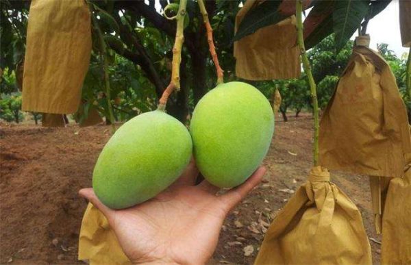 如何提高芒果的座果率