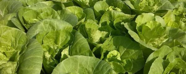 快菜的种植温度和时间