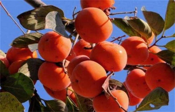 新手如何选择果树品种