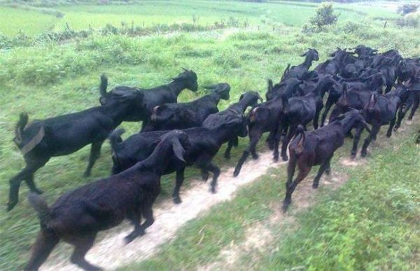 养30只黑山羊要多少钱