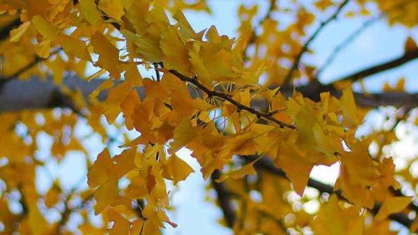 银杏有哪些品种