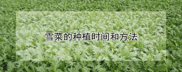 雪菜的种植时间和方法