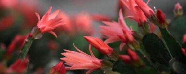 仙指兰的寓意是什么