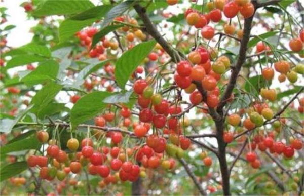 樱桃的采收与保存多久？