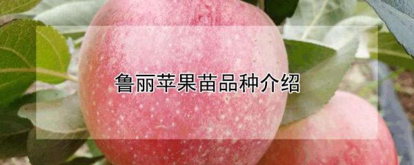 鲁丽苹果苗品种介绍