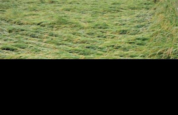 如何预防水稻倒伏