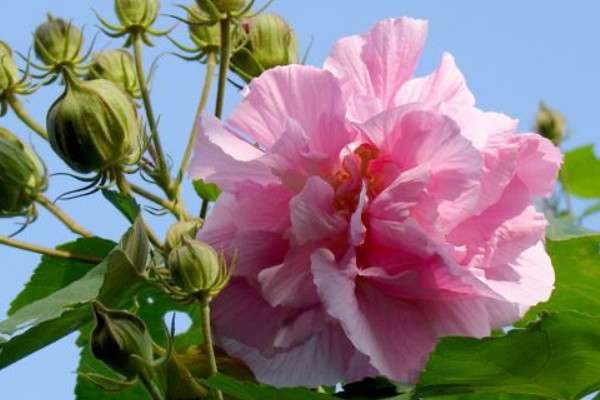 可以扦插的花卉有哪些