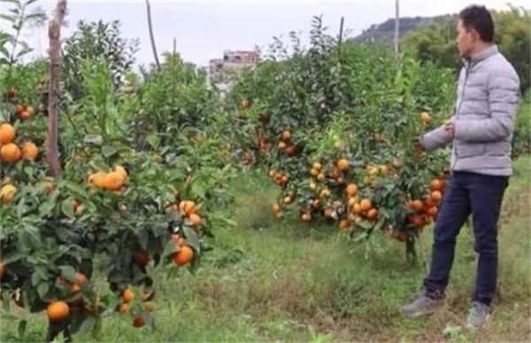 橘子坐不住果是什么原因？