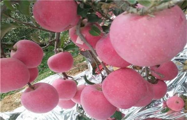 怎么提高苹果果面亮度