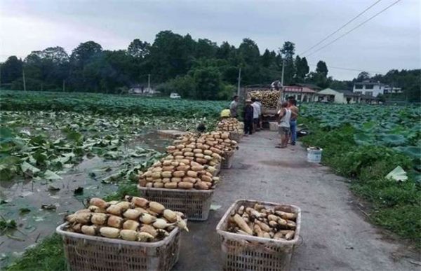 莲藕的施肥时的注意事项