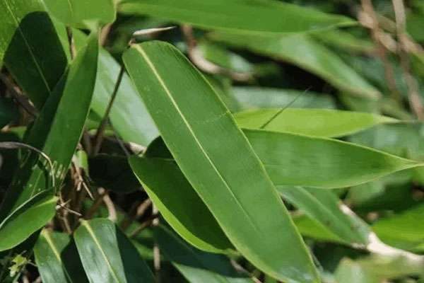 包粽子的叶子叫什么