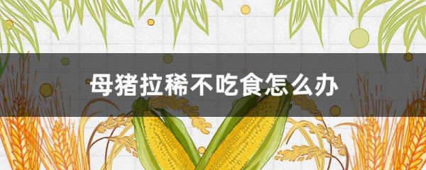 母猪拉稀不吃食怎么办？