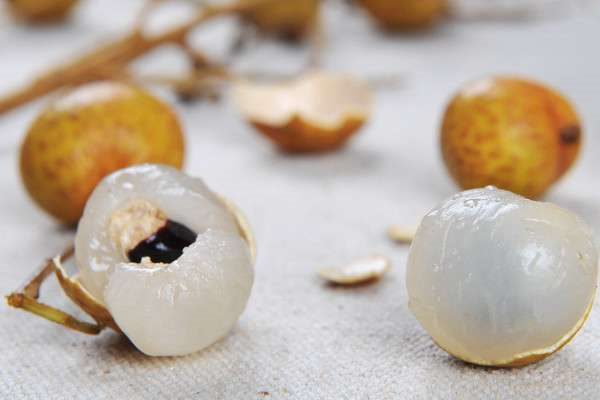 桂花和桂圆有关系吗