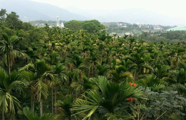 槟榔低产的原因是什么？