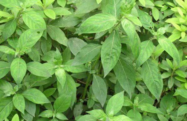 春季适合种植什么农作物