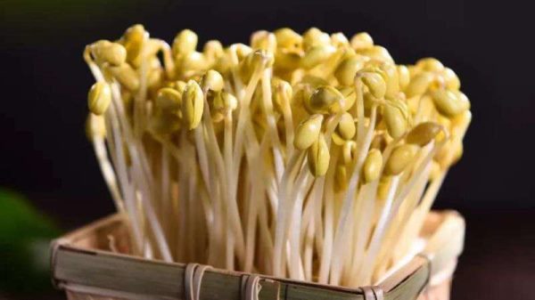 在家怎样生黄豆芽