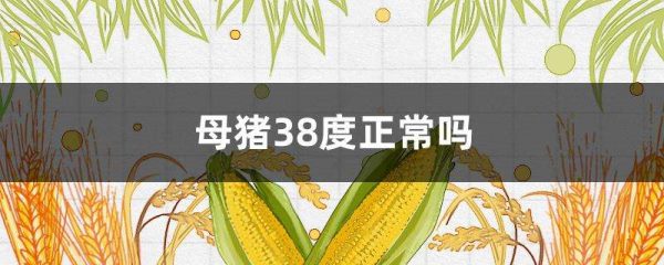 母猪38度正常吗？