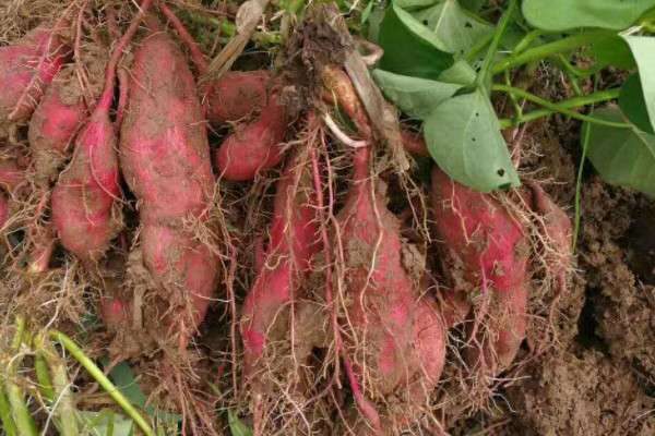 番薯原产地在哪里