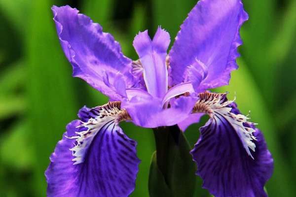 鸾尾花和鸢尾花一样吗