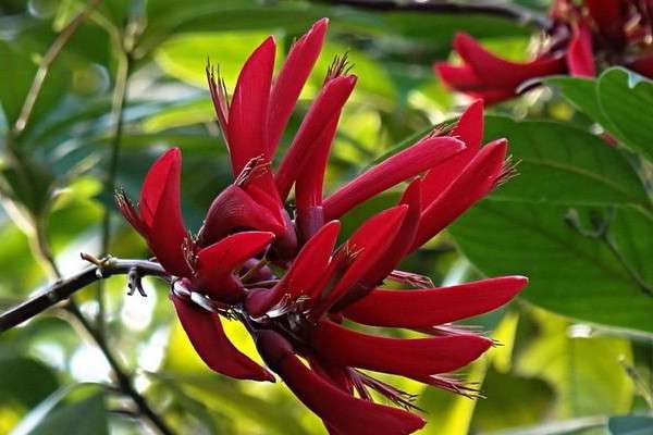 稀有好听的花名