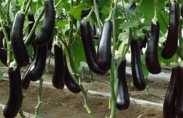 茄子叶子发黄怎么办？