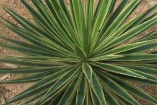 丝兰和剑麻的区别