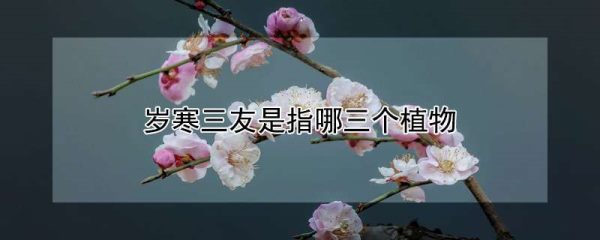 岁寒三友是指哪三个植物