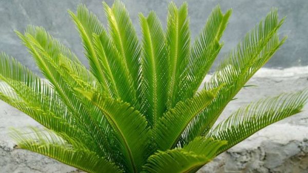 如何控制铁树新叶长度