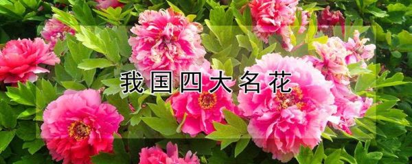 我国四大名花