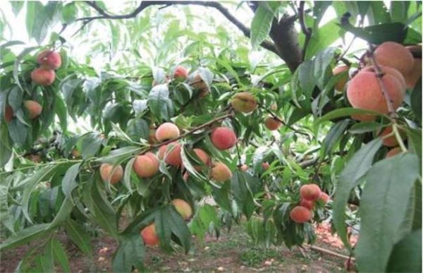 桃树结果部位外移怎么办？