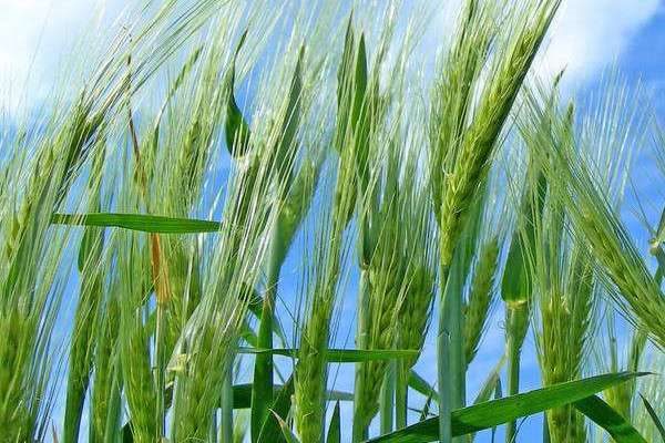 大麦与小麦的区别？是什么？