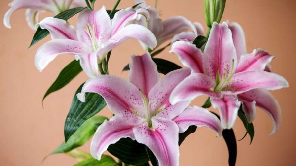 香水百合和百合的区别