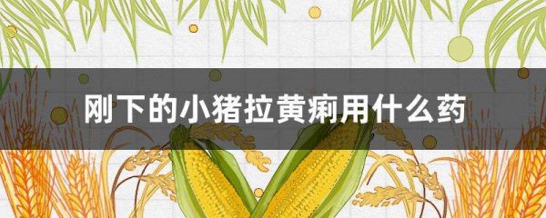 刚下的小猪拉黄痢用什么药