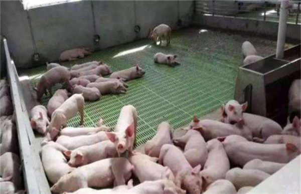 猪发生热应激该怎么办？