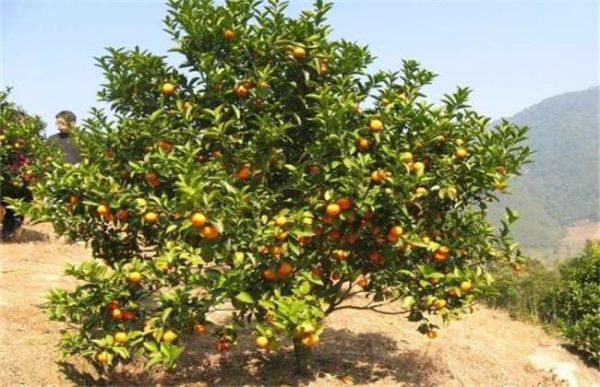 橘子坐不住果是什么原因？