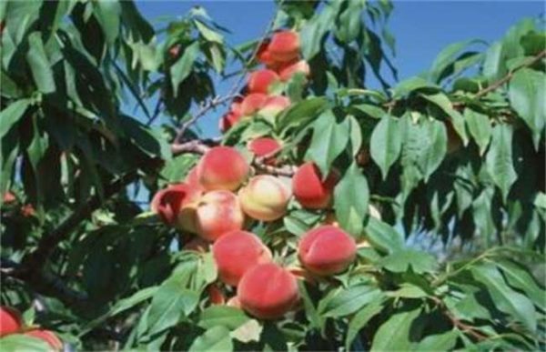 桃树结果部位外移怎么办？