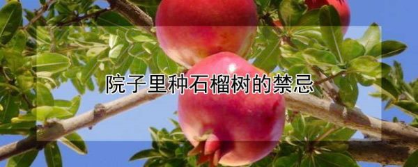院子里种石榴树的禁忌