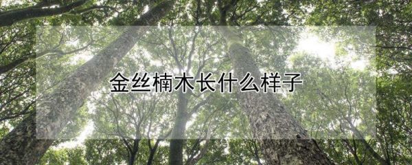 金丝楠木长什么样子