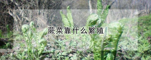 蕨菜靠什么繁殖