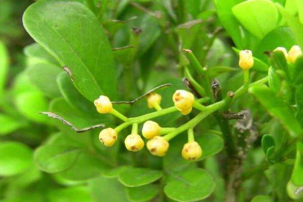 米兰换盆多久能晒太阳