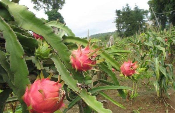 火龙果怎么增甜