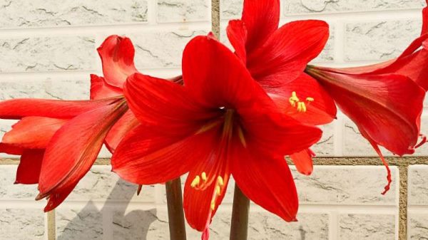 朱顶红什么时候换盆好