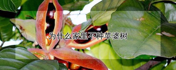 为什么家里不种苹婆树